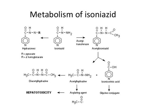 Isoniazid - Antituberculosis Agent