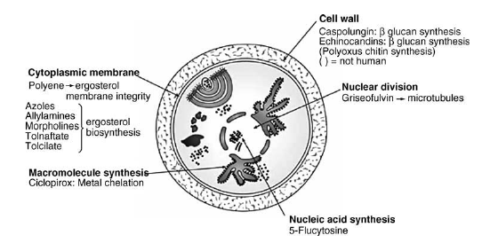 Antifungal drugs - targets of antifungal activity