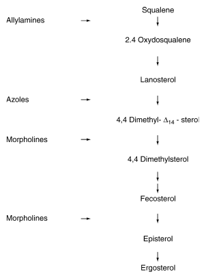 Antifungal drugs