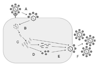 Basic steps of viral replication