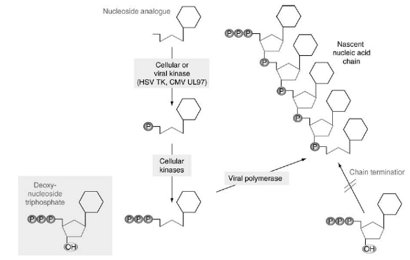 Mechanism of action of chain-terminating nucleoside analogues