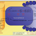 Synthesis and secretion of thyroid hormones and mechanisms of action of antithyroid drugs
