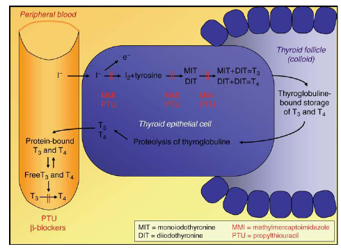 Synthesis and secretion of thyroid hormones and mechanisms of action of antithyroid drugs