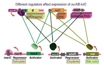 The major mdr efflux pump of Escherichia co