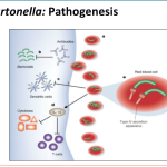 Bartonella pathogenesis