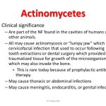 Actinomycetes