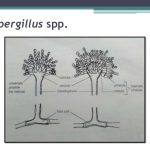 Aspergillus species