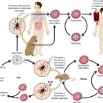 Babesia sp life cycle