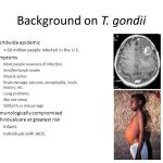 background on t.gondii