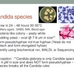 Candida species