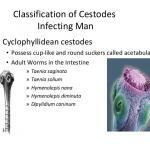 Classification Of Cestodes