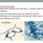 Coccidioides