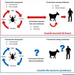 Coxiella