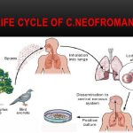 Cryptococcus neoformans lifecycle