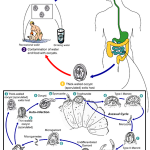 Cryptosporidiosis