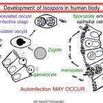Development of isospora in human body