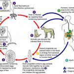 Dipylidium Caninum Infection
