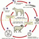 Echinococcus Life Cycle