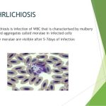 Ehrlichia infection