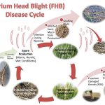 Fusarium head