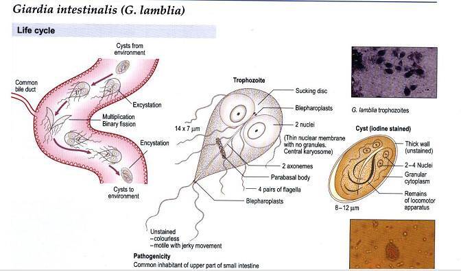 a giardiasis lamblia életciklusa)