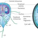 Giardia lamblia