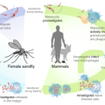 Leishmaniasis Life Cycle