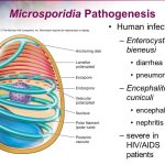 Microsporidia
