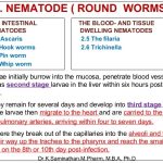 Nematode Roud Worms
