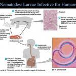 Nematodes Larvae Infective For Humans