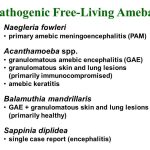 Pathogenic Free Living amebas