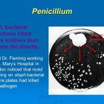 Penicillium Bacterial Infections