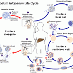 Plasmodium life cycle