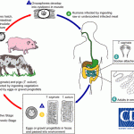 Taenia Infection Lifecycle