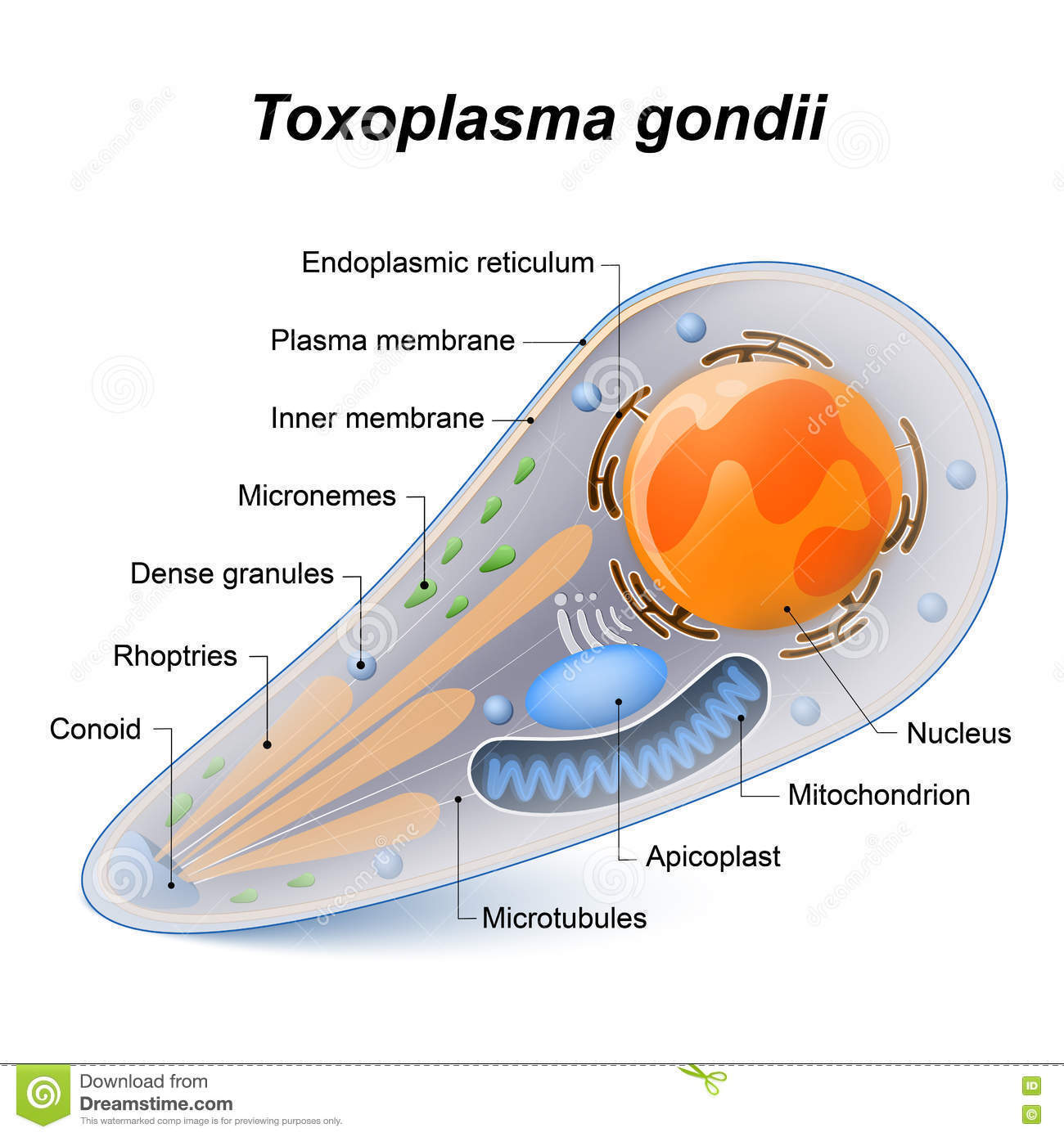 toxoplasma gondii terhesség alatt