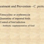 Treatment and prevention c psittaci