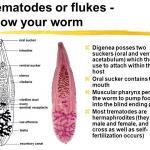 Trematodes