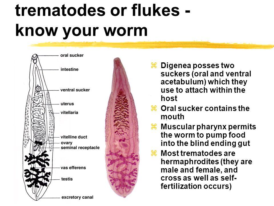 worms trematode