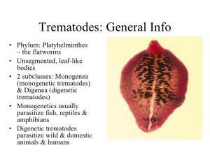 Trematodes General Info