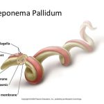 Treponema pallidum