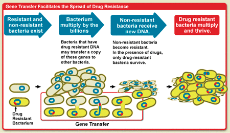Antibiotic Drugs and Antibiotic Resistance 