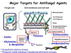 Antifungal Agents 