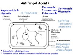 Antifungal Agents 