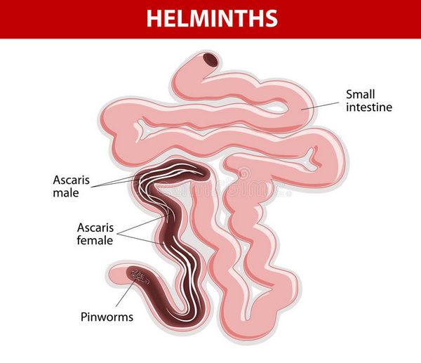 Intestinal Helminths