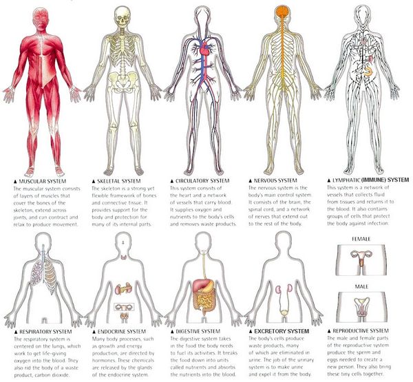 Penicillins: Organs and Systems