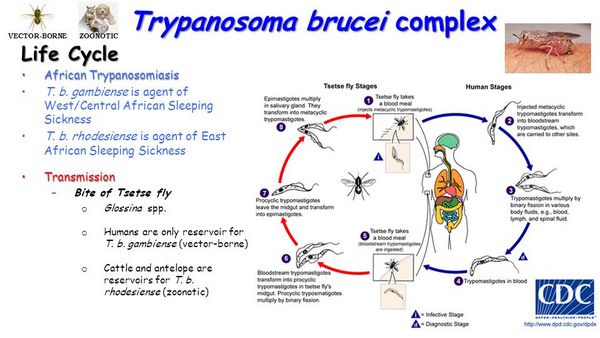 Trypanosoma Brucei Complex