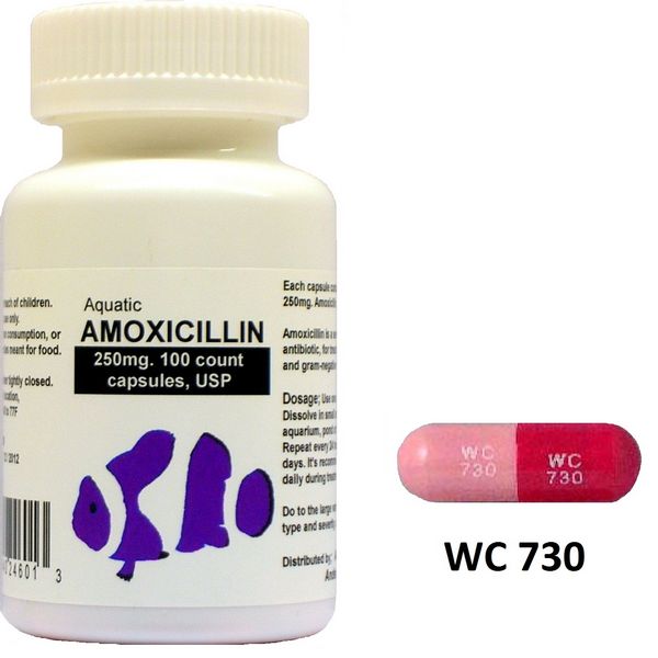 Amoxicillin For Sale Online