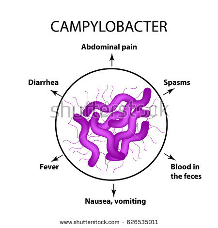 Campylobacter Infections