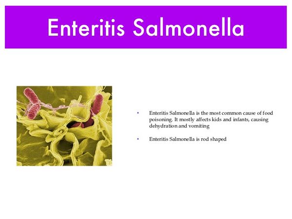 SALMONELLA ENTERITIS
