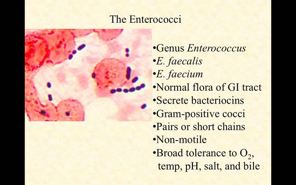 Enterococci